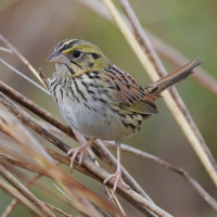 Henslow's Sparrow
